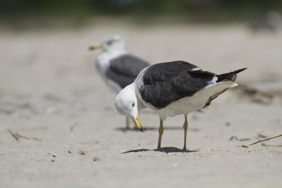 Lesser Black-backed Gulls