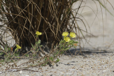 Oenothera humifusa- Seabeach Evening Primrose
