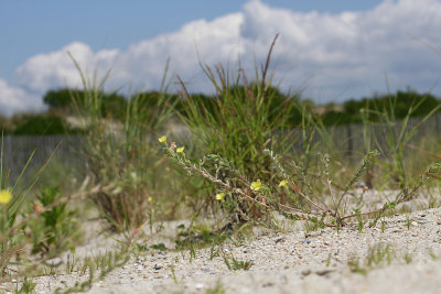 Oenothera humifusa- Seabeach Evening Primrose