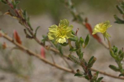 Oenothera humifusa- Seabeach Evening Primrose