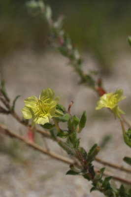 Oenothera humifusa- Seabeach Evening Primrose