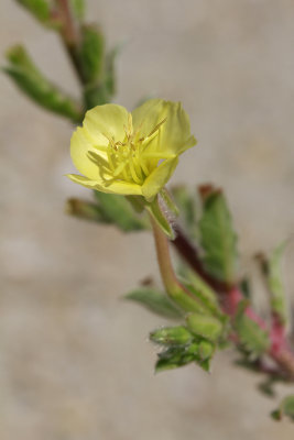 Oenothera humifusa- Seabeach Evening Primrose