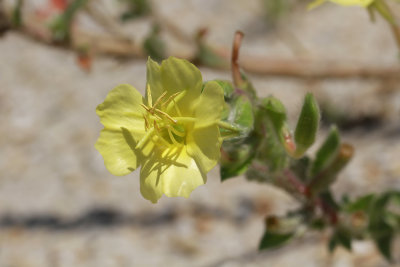 Oenothera humifusa- Seabeach Evening Primrose