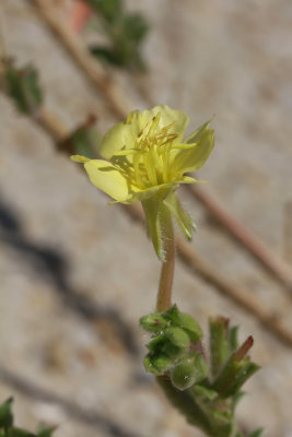 Oenothera humifusa- Seabeach Evening Primrose