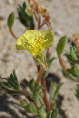 Oenothera humifusa- Seabeach Evening Primrose