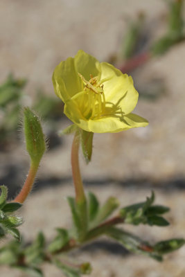 Oenothera humifusa- Seabeach Evening Primrose