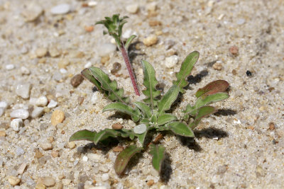Oenothera humifusa- Seabeach Evening Primrose