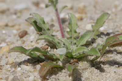 Oenothera humifusa- Seabeach Evening Primrose