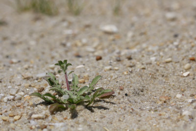 Oenothera humifusa- Seabeach Evening Primrose