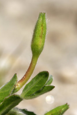 Oenothera humifusa- Seabeach Evening Primrose