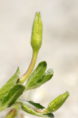 Oenothera humifusa- Seabeach Evening Primrose
