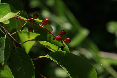 Prunus serotina- Black Cherry