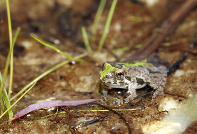 Northern Cricket Frog