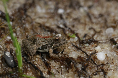 Northern Cricket Frog