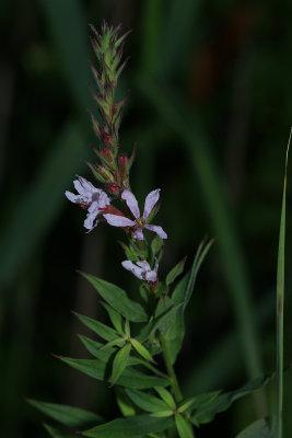 Lythrum salicaria- Purple Loosestrife
