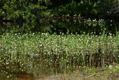 Hydrocotyle umbellata- Many-flowered Marsh Pennywort