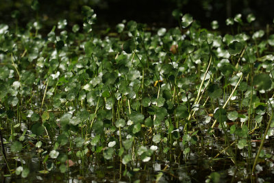 Hydrocotyle umbellata- Many-flowered Marsh Pennywort