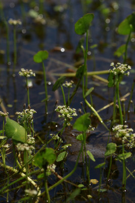 Hydrocotyle umbellata- Many-flowered Marsh Pennywort