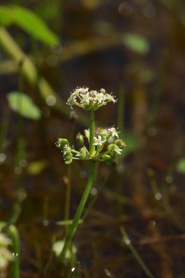 Hydrocotyle prolifera- Whorled Marsh Pennywort