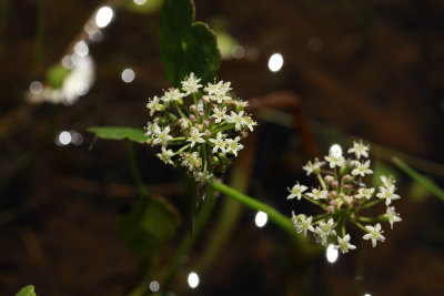 Hydrocotyle umbellata- Many-flowered Marsh Pennywort
