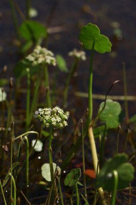 Hydrocotyle umbellata- Many-flowered Marsh Pennywort