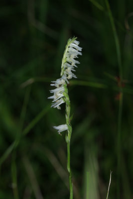 Spiranthes vernalis- Grass-leaved Ladies Tresses