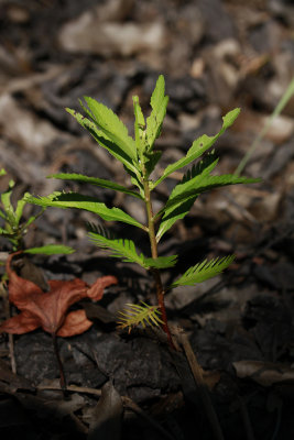 Proserpinaca palustris- Marsh Mermaid Weed