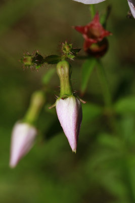 Rhexia mariana- Maryland Meadow Beauty