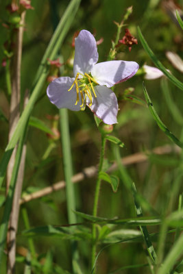Rhexia mariana- Maryland Meadow Beauty