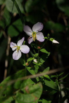 Rhexia mariana- Maryland Meadow Beauty