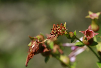 Rhexia mariana- Maryland Meadow Beauty
