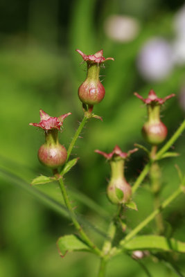 Rhexia mariana- Maryland Meadow Beauty