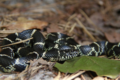 Eastern Kingsnake