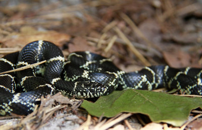 Eastern Kingsnake