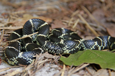 Eastern Kingsnake