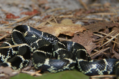 Eastern Kingsnake