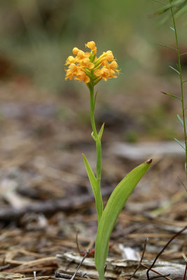 Platanthera cristata- Orange Crested Orchid