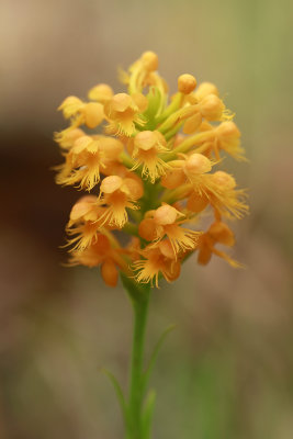 Platanthera cristata- Orange Crested Orchid