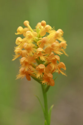 Platanthera cristata- Orange Crested Orchid