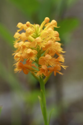 Platanthera cristata- Orange Crested Orchid