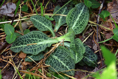 Goodyera pubescens- Rattlesnake Orchid