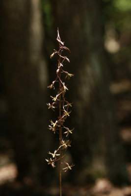 Tipularia discolor- Cranefly Orchid