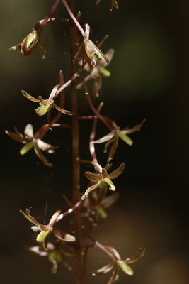 Tipularia discolor- Cranefly Orchid