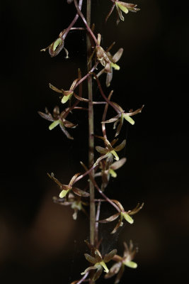 Tipularia discolor- Cranefly Orchid