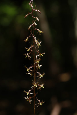 Tipularia discolor- Cranefly Orchid