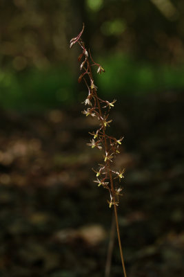 Tipularia discolor- Cranefly Orchid