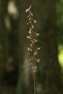 Tipularia discolor- Cranefly Orchid