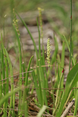 Plantago maritima- Seaside Plantain