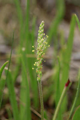 Plantago maritima- Seaside Plantain