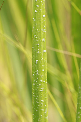 Salt Marsh Cordgrass- Spartina alterniflora